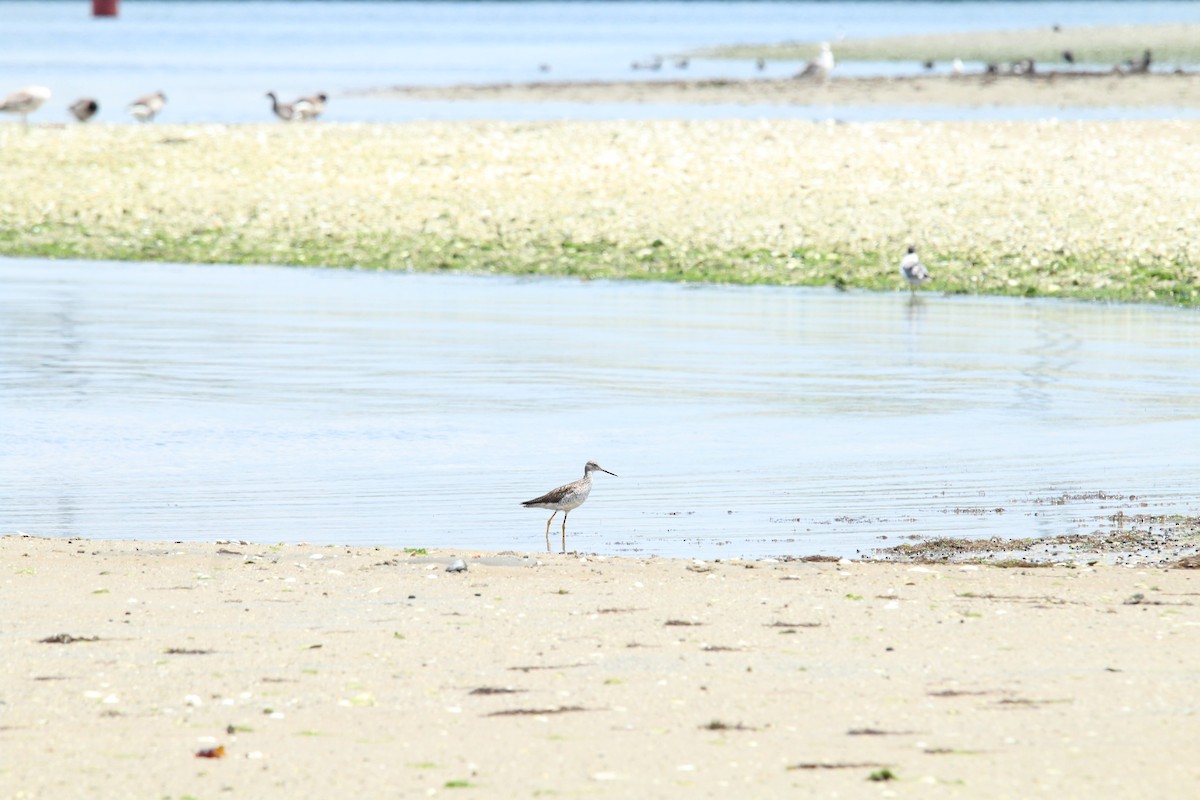 Greater Yellowlegs - ML158937921