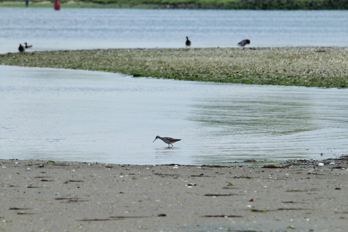 Greater Yellowlegs - T Remy