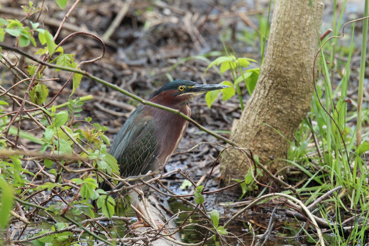 Green Heron - ML158938491