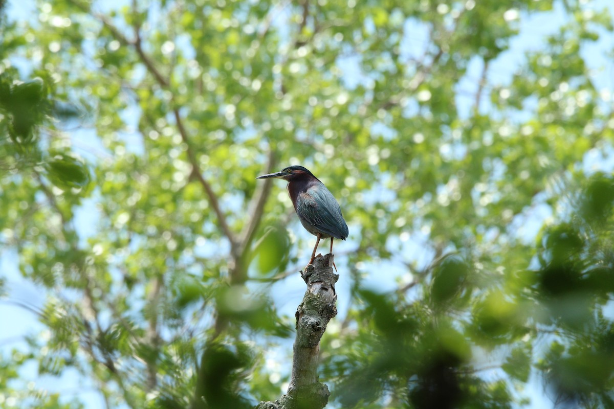 Green Heron - ML158938641