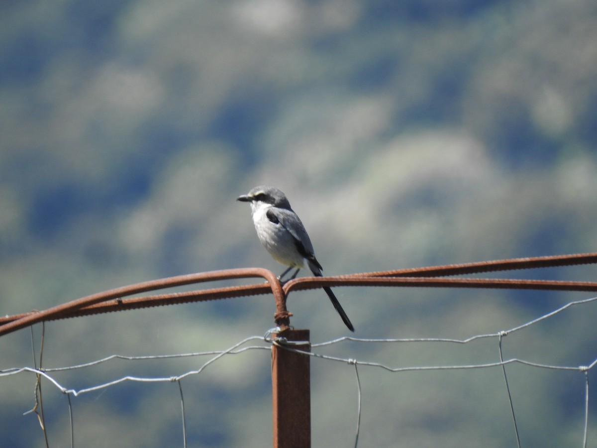 Iberian Gray Shrike - David Ratcliffe