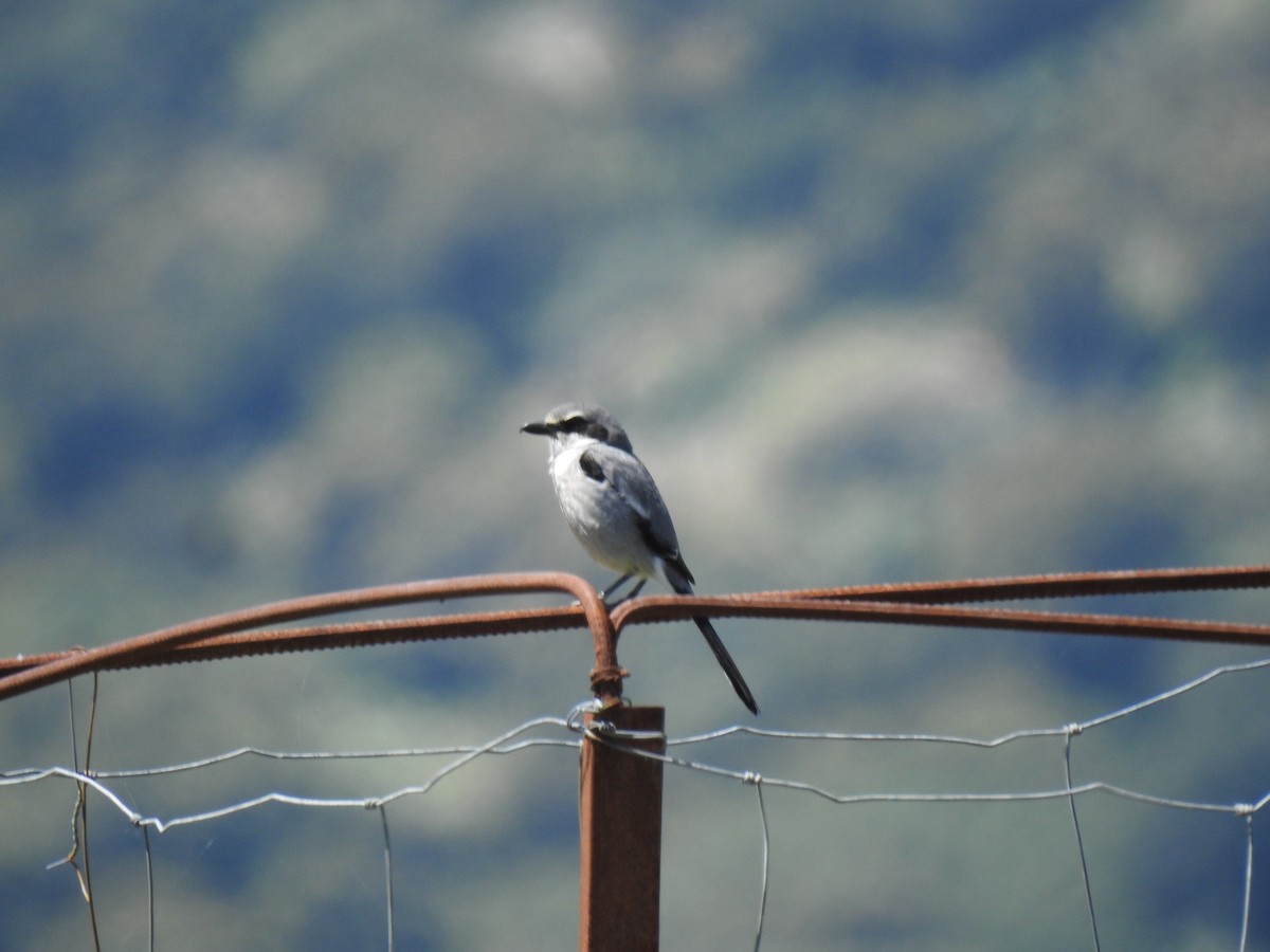 Iberian Gray Shrike - David Ratcliffe