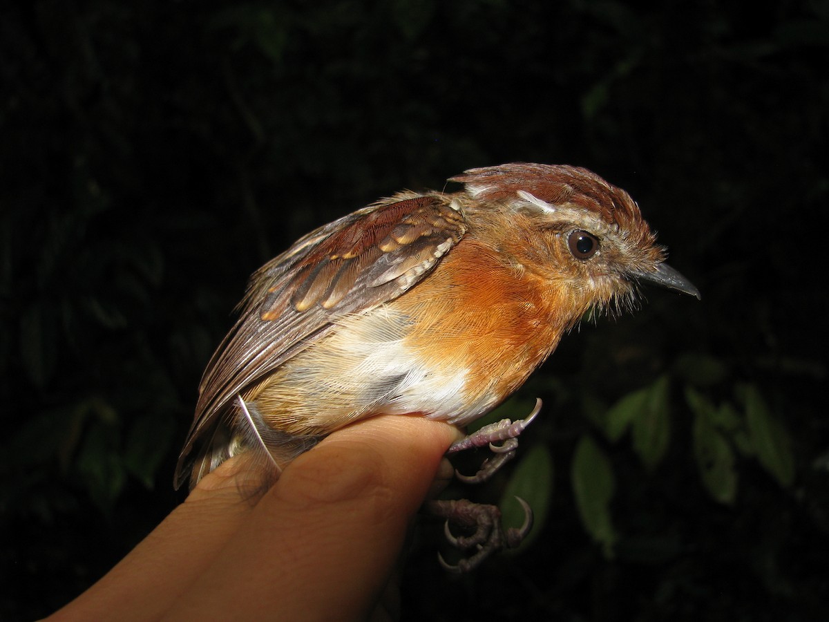 Ash-throated Gnateater - ML158939881