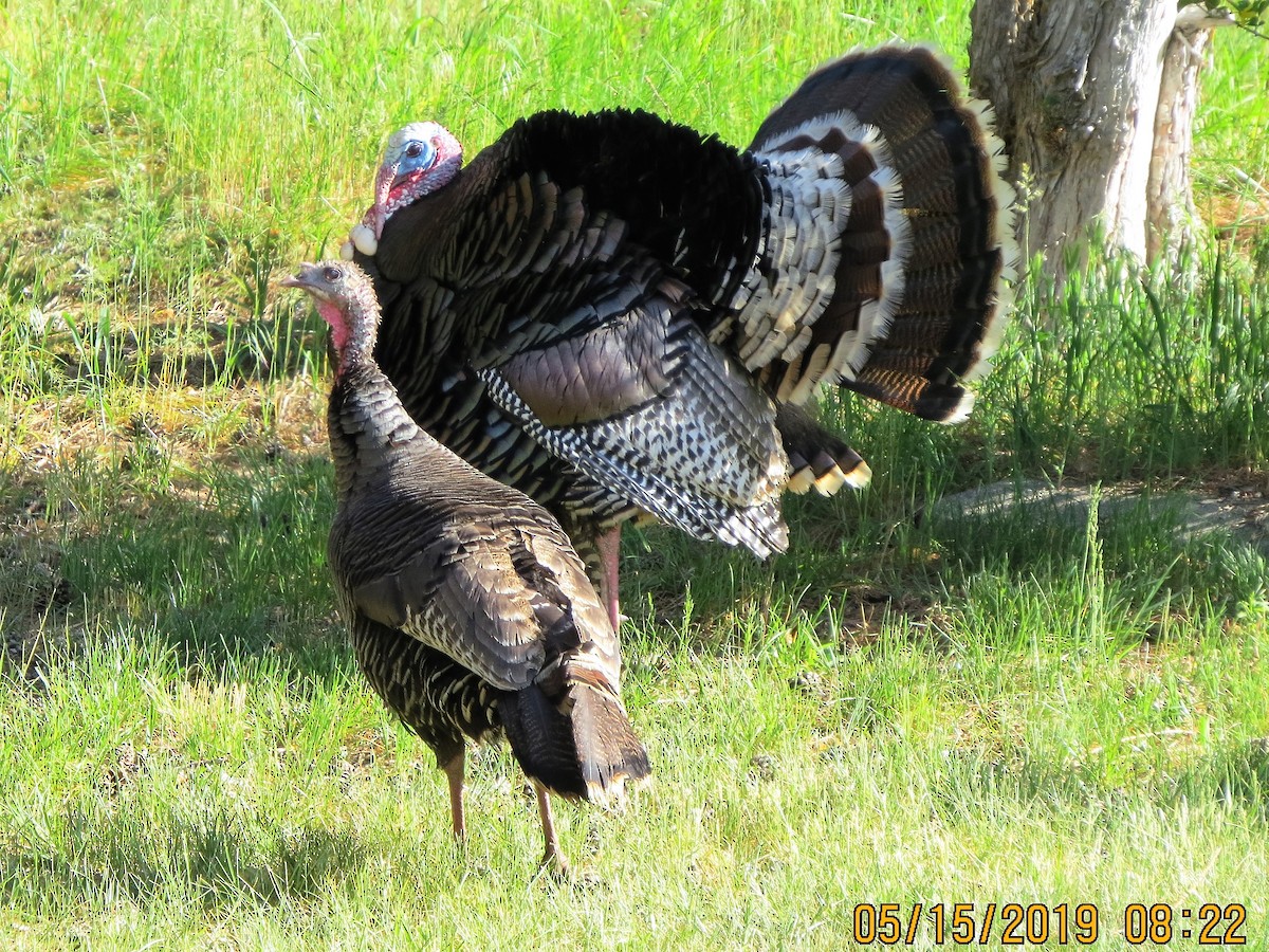 Wild Turkey - Deborah Essman