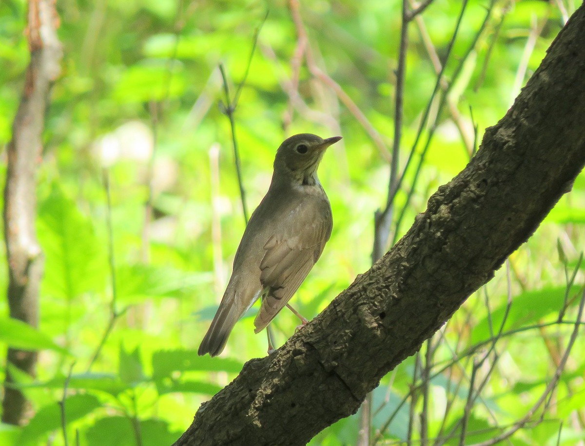 Swainson's Thrush - ML158941661