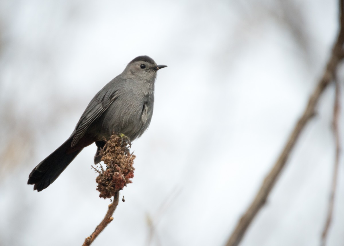 Gray Catbird - Logan Parker