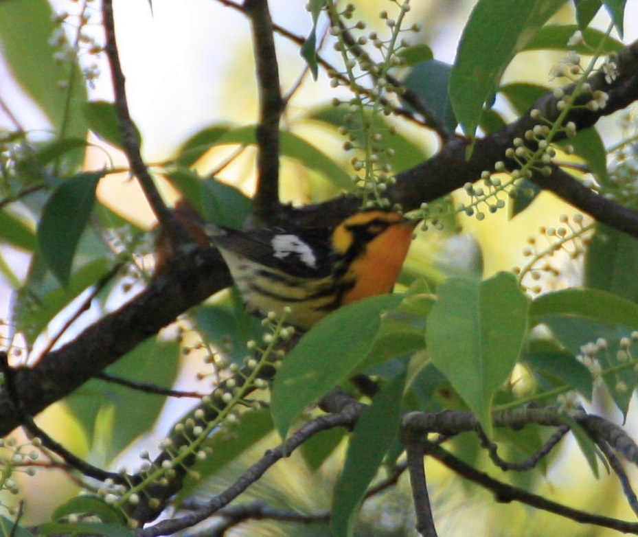 Blackburnian Warbler - ML158949051