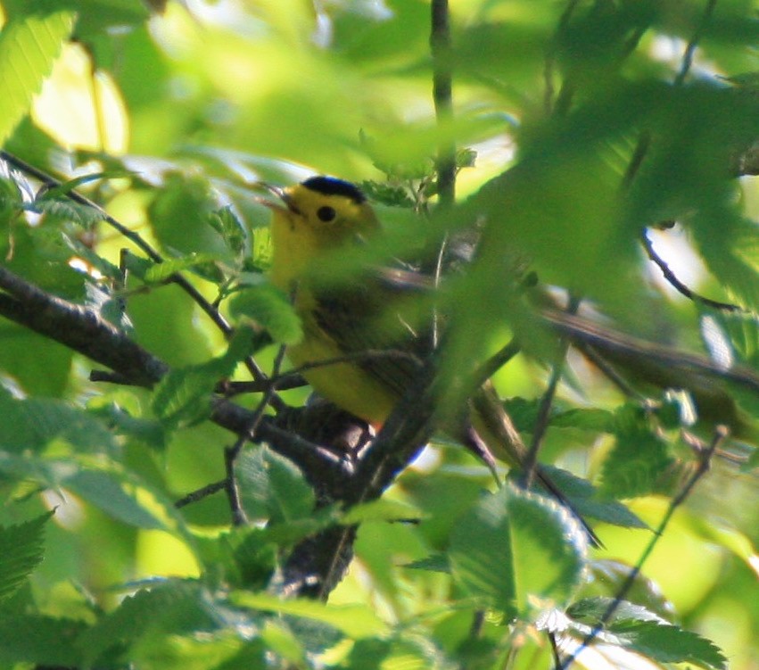 Wilson's Warbler - ML158949251