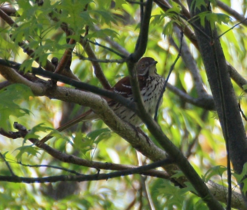 Brown Thrasher - ML158949561