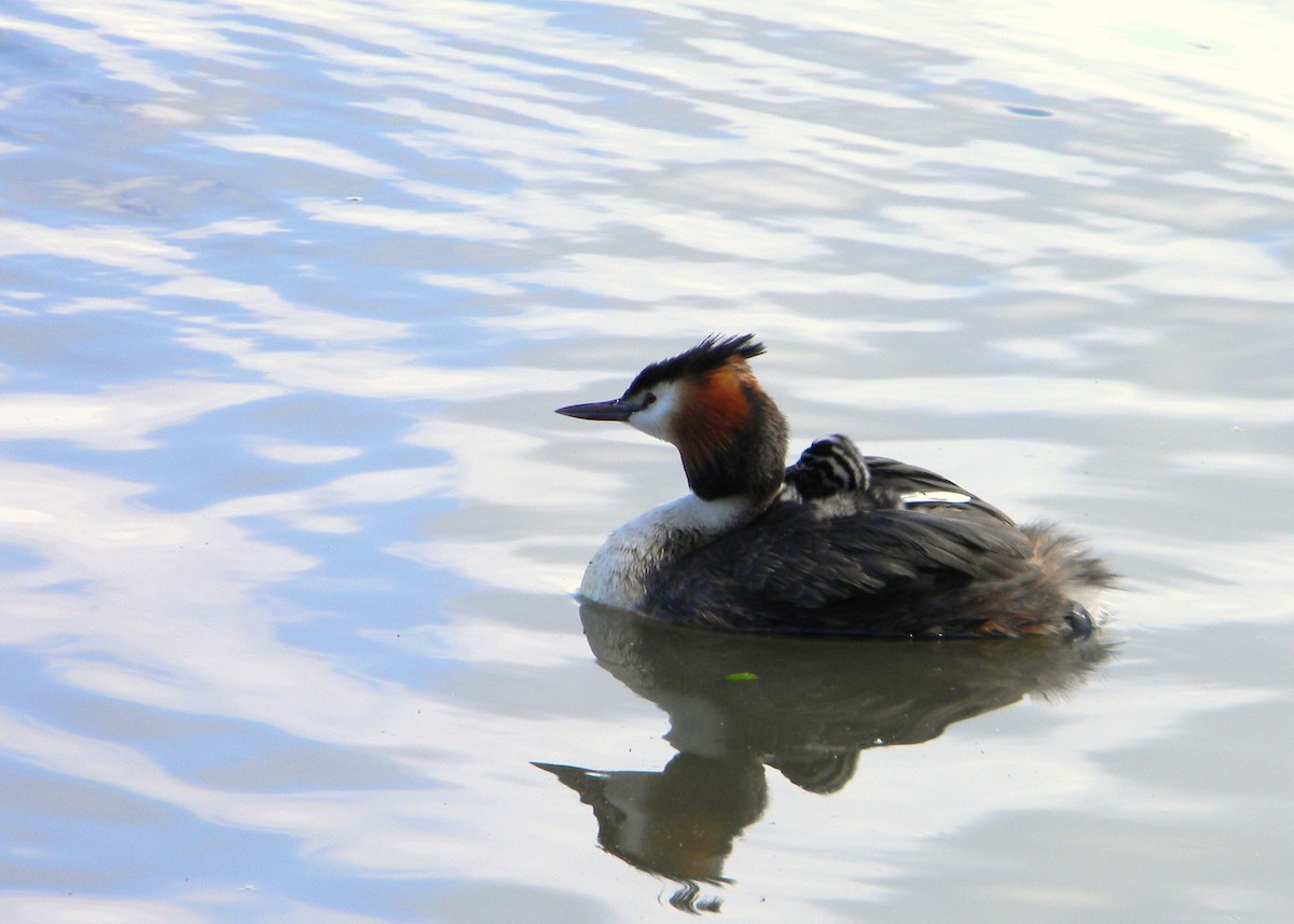 Great Crested Grebe - ML158950401