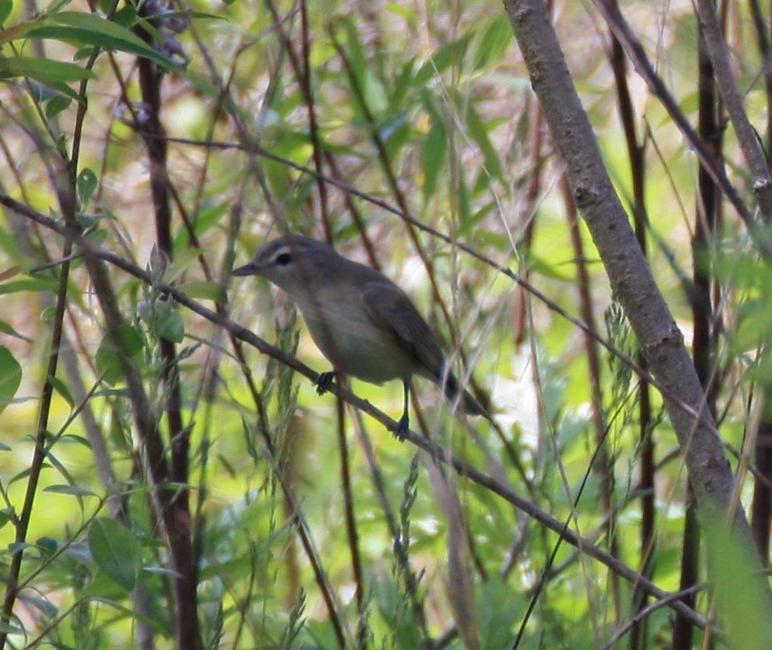 Warbling Vireo - ML158950731