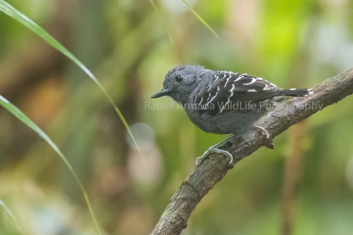 Common Scale-backed Antbird - ML158950991