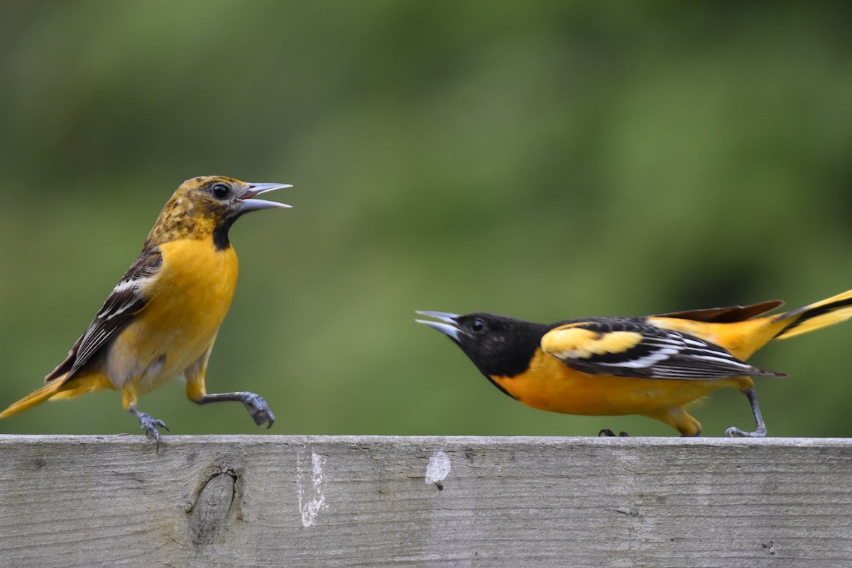 Baltimore Oriole - Emily Tornga