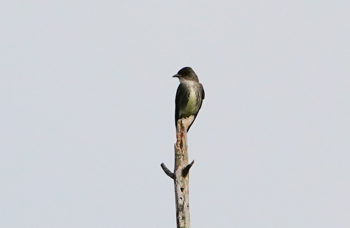 Olive-sided Flycatcher - Gale VerHague