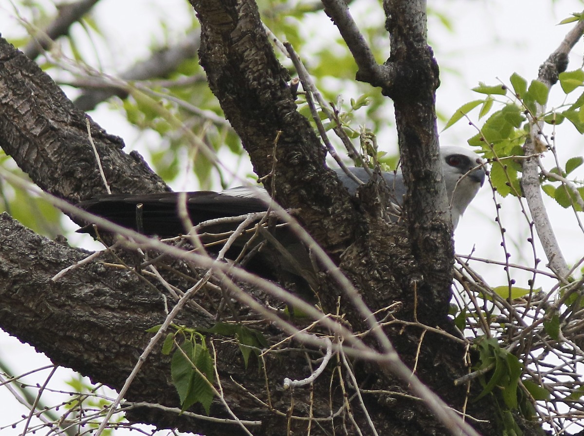 Mississippi Kite - ML158958821