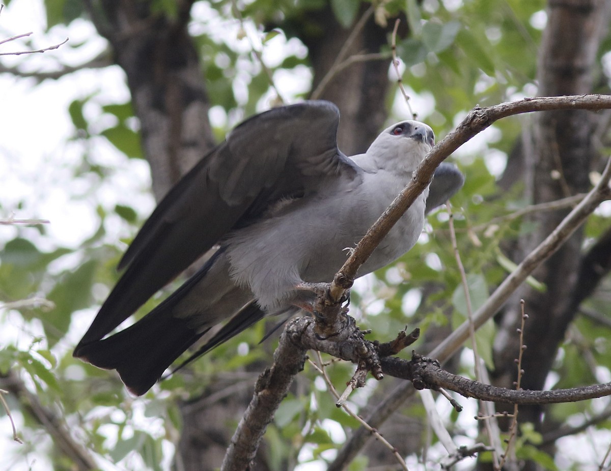 Mississippi Kite - ML158958881