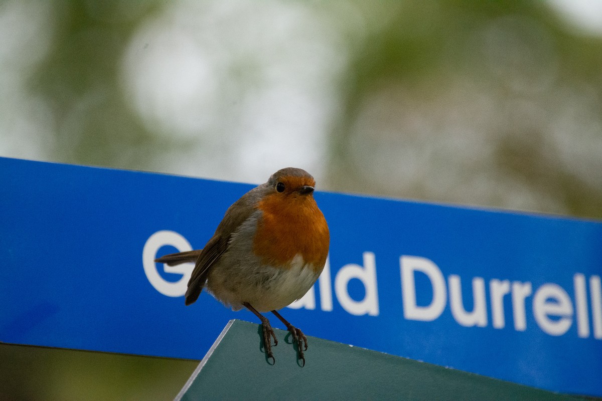 European Robin - Edward Bell