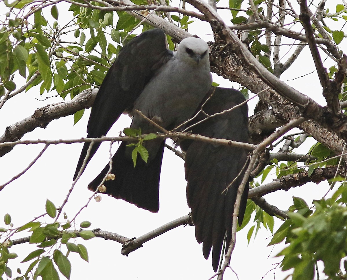 Mississippi Kite - ML158958961