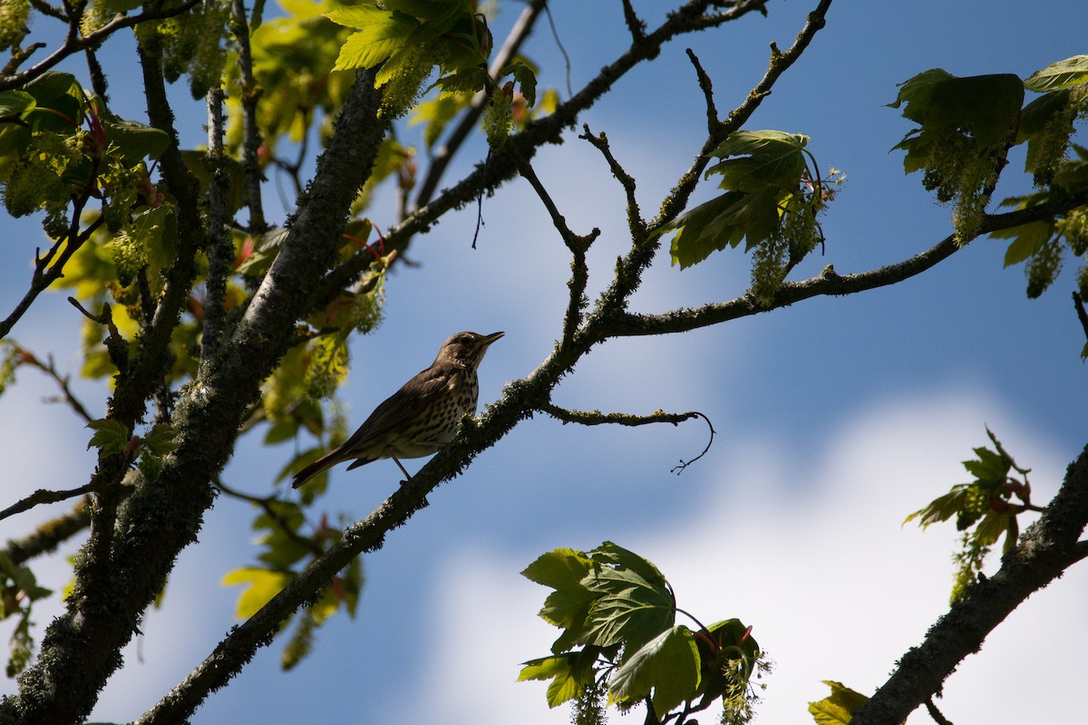 Song Thrush - Edward Bell