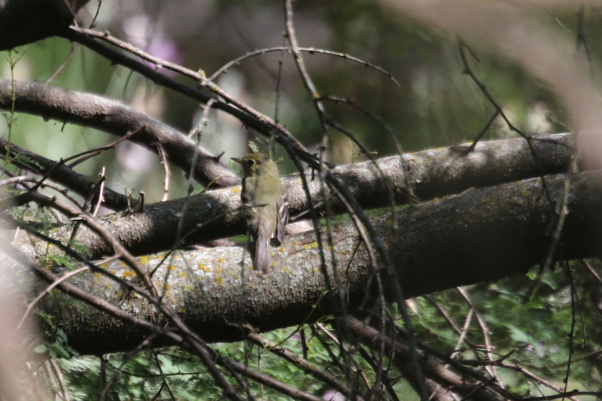 Yellow-bellied Flycatcher - ML158961051