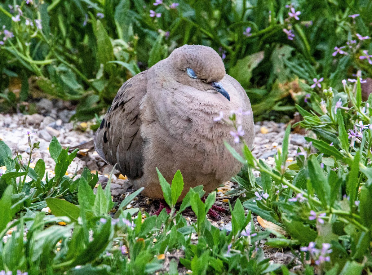 hrdlička karolínská - ML158963331