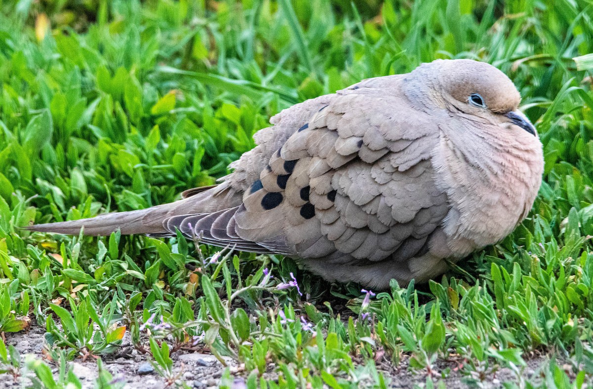 hrdlička karolínská - ML158963351