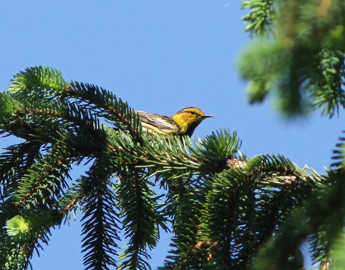 Cape May Warbler - ML158963451