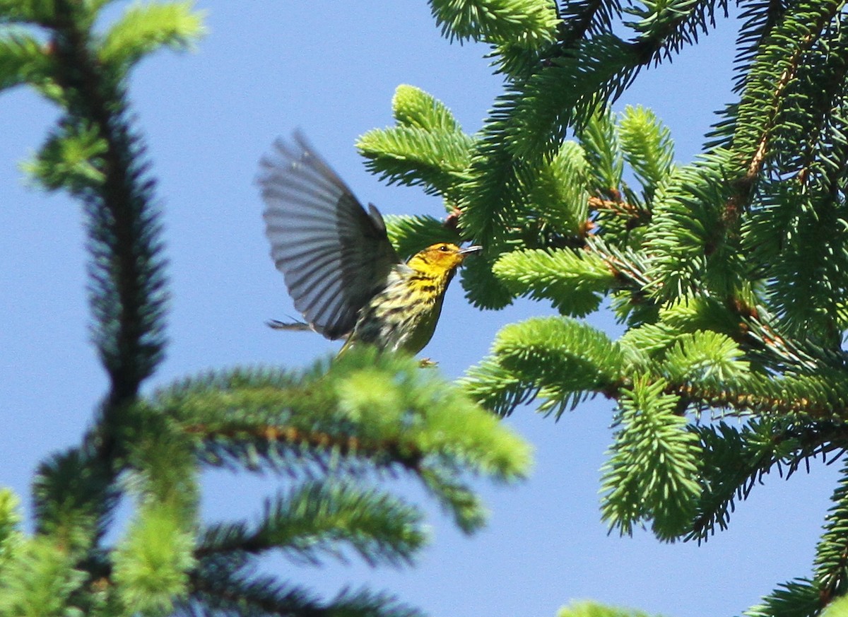 Cape May Warbler - ML158963471