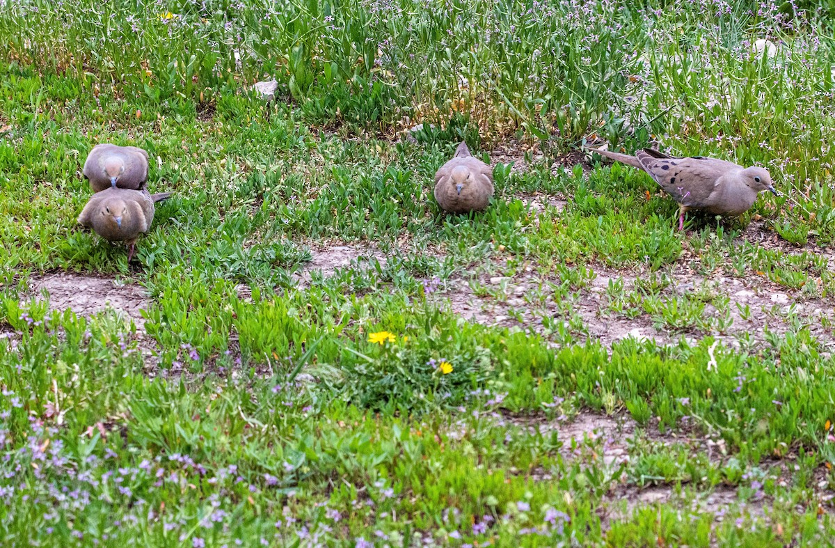 hrdlička karolínská - ML158963491