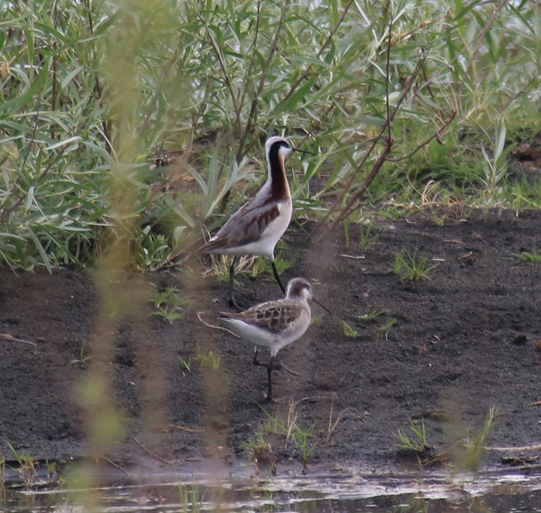 Wilson's Phalarope - ML158965121