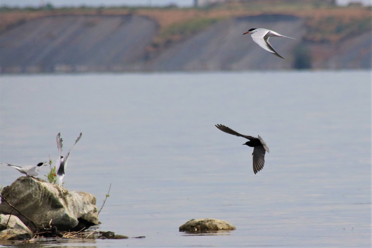 Black Tern - ML158965441