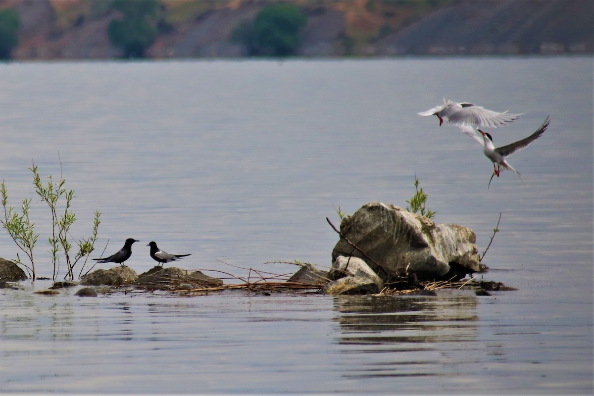 Black Tern - ML158965451