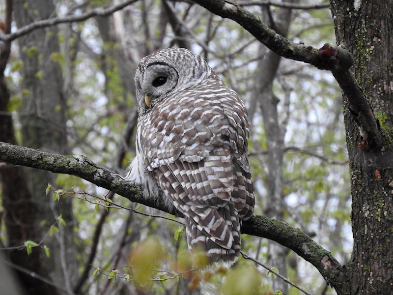 Barred Owl - ML158965461