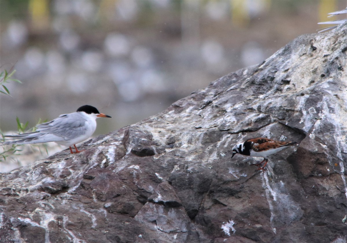 Ruddy Turnstone - ML158965781