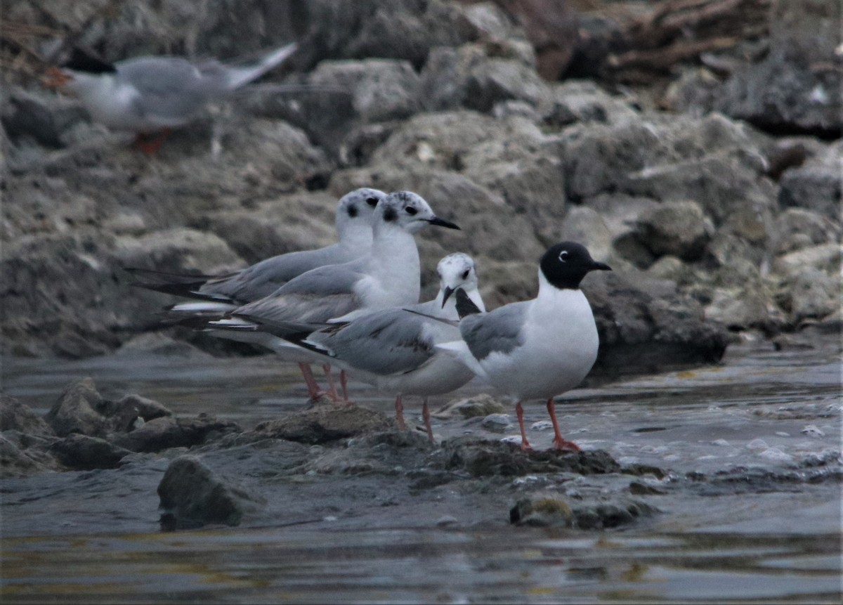 Bonaparte's Gull - ML158965811