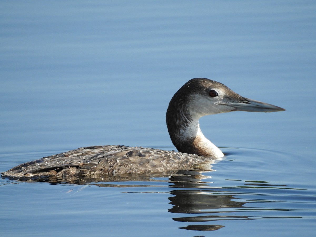 Plongeon huard - ML158965901