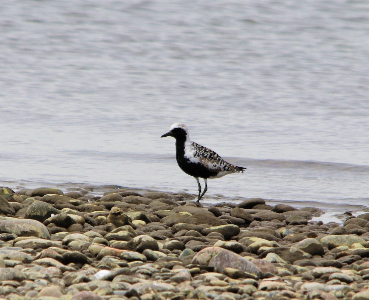 Black-bellied Plover - ML158965921