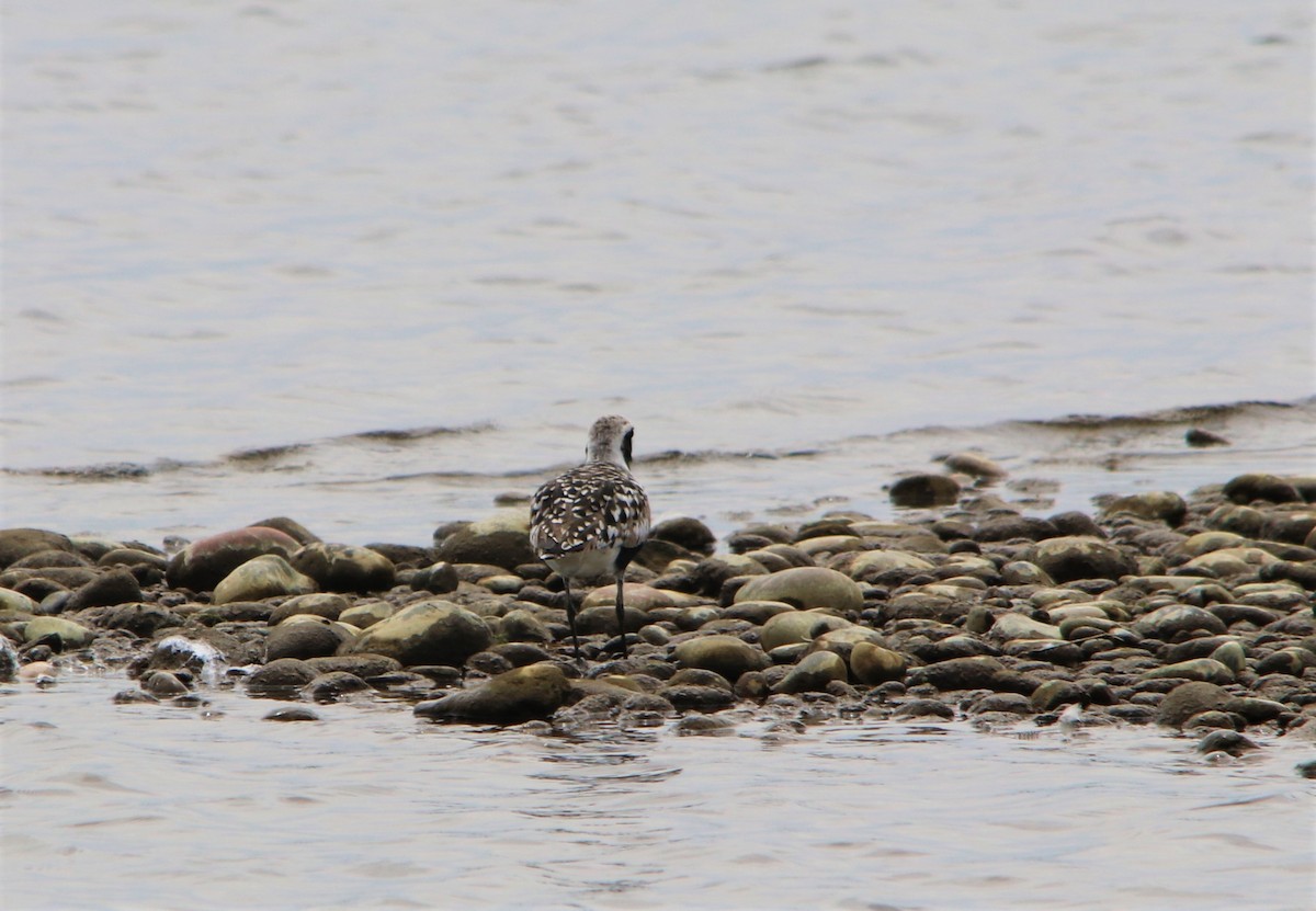 Black-bellied Plover - ML158965931