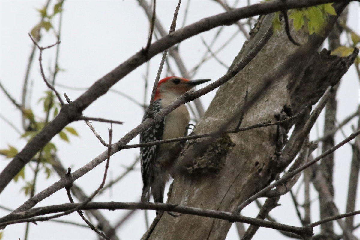 Red-bellied Woodpecker - ML158966061
