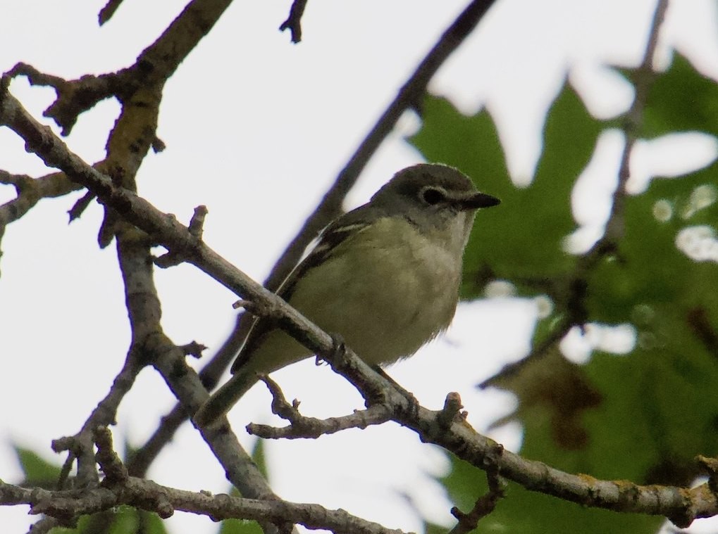 Cassin's Vireo - ML158966661