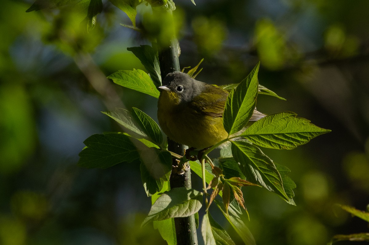 Common Yellowthroat - ML158969191