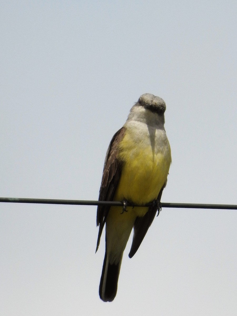 Western Kingbird - Tina Toth