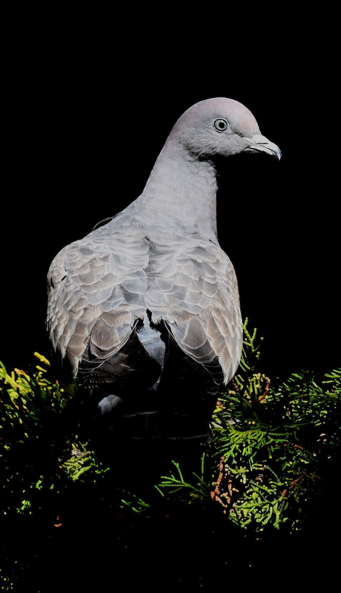 Spot-winged Pigeon - ML158972051