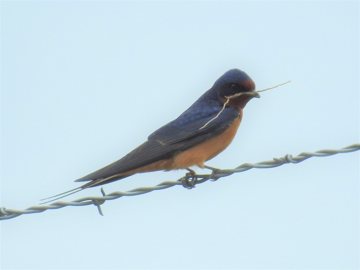 Barn Swallow - ML158972461