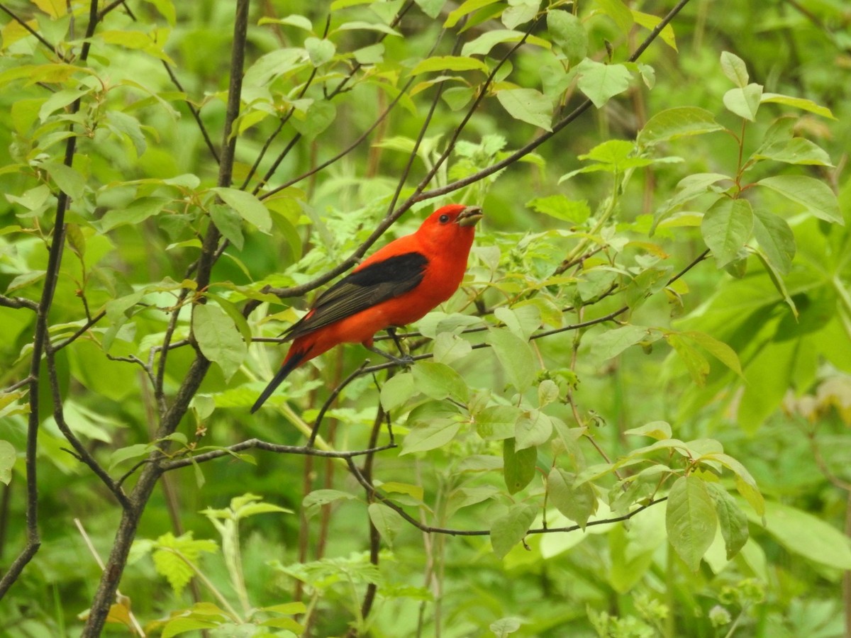 Scarlet Tanager - ML158972511