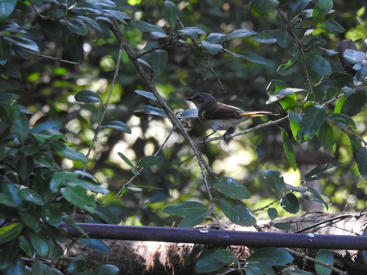 American Redstart - ML158972531