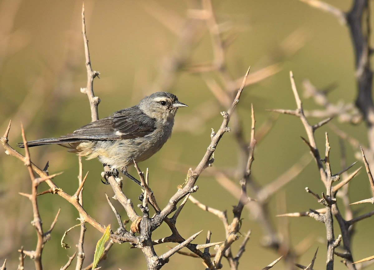 Cinereous Conebill - ML158974051