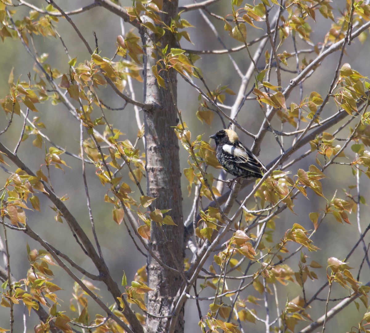 Bobolink - ML158976201