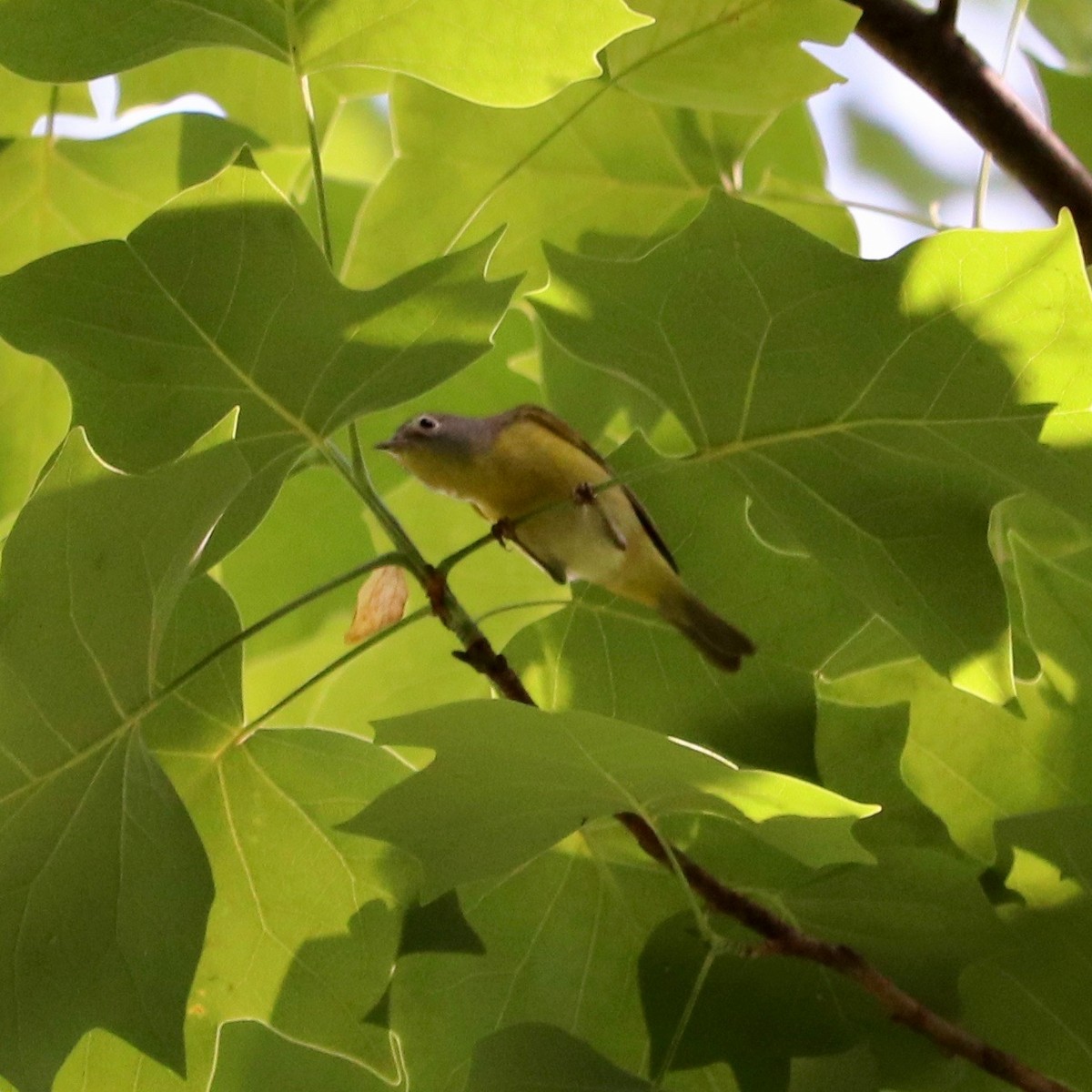 Nashville Warbler - ML158977071