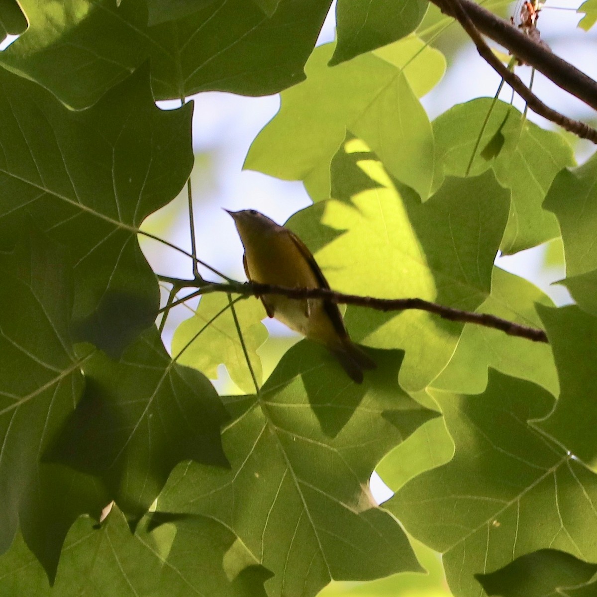 Nashville Warbler - ML158977121